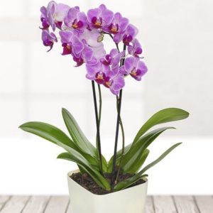 Orchid Plant Gift