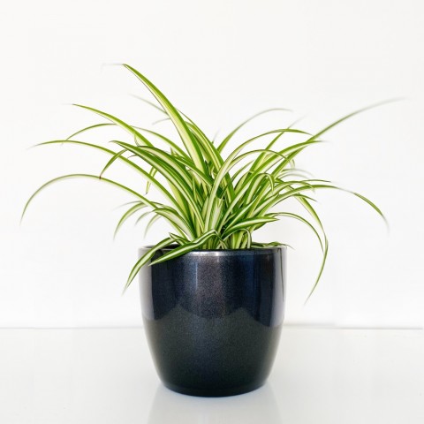 download small house plants for free download small house plants for free